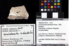 Foto (Objket + Etiketten) von Goniodromites bidentatus (Reuss, 1859) 